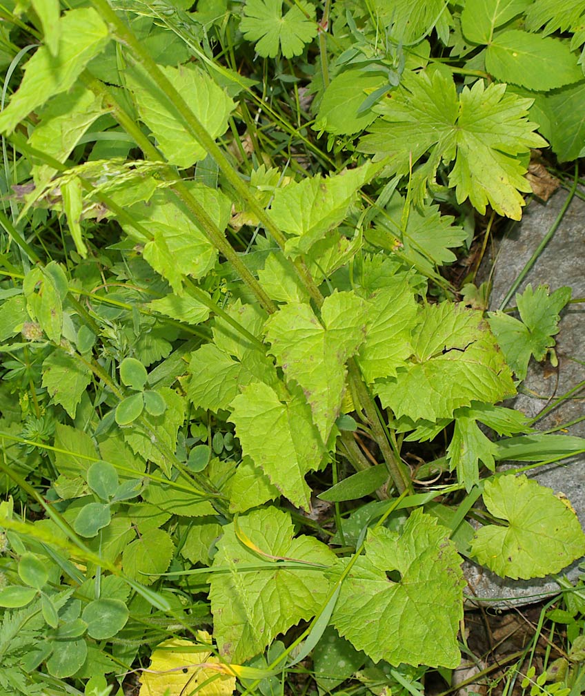 Phyteuma ovatum ssp. ovatum/Raponzolo plumbeo